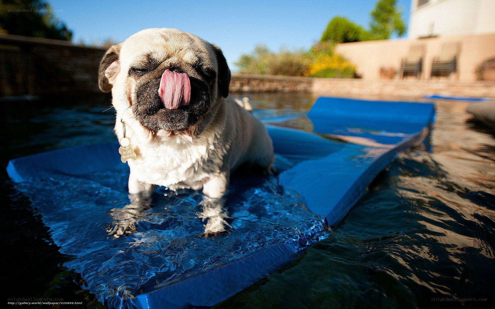 pug dog on pool float