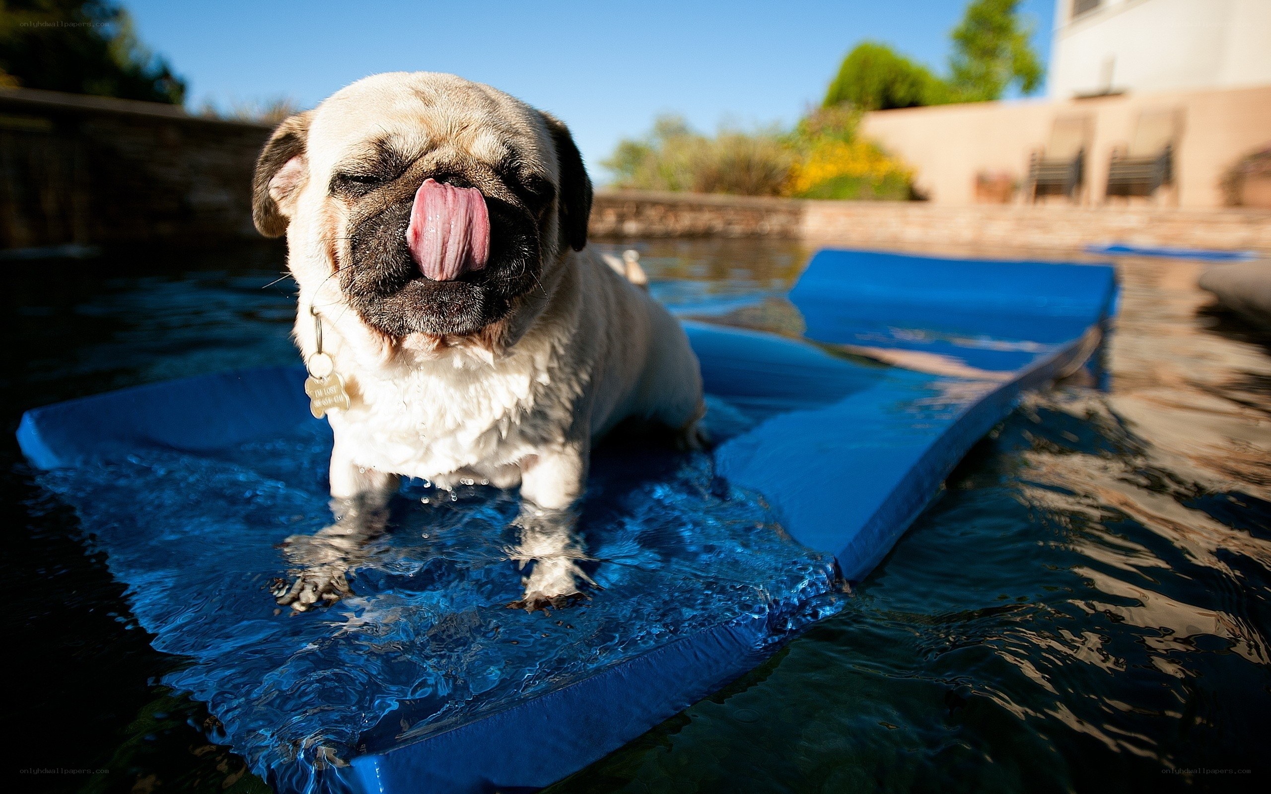 pug dog on pool float