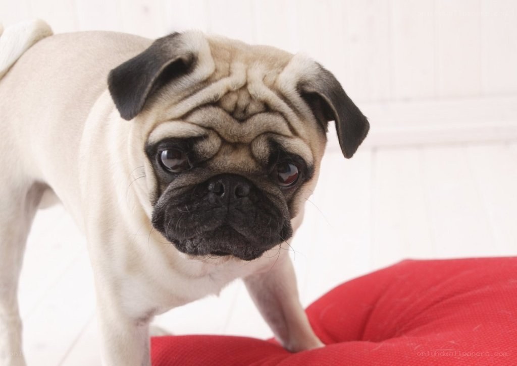 pug dog on red cushion
