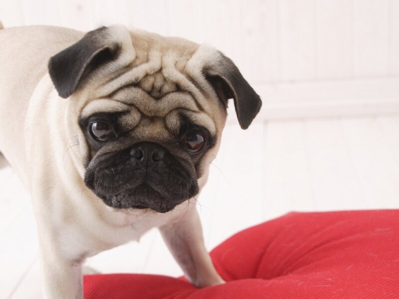 Pug Dog on Red Cushion — Beige