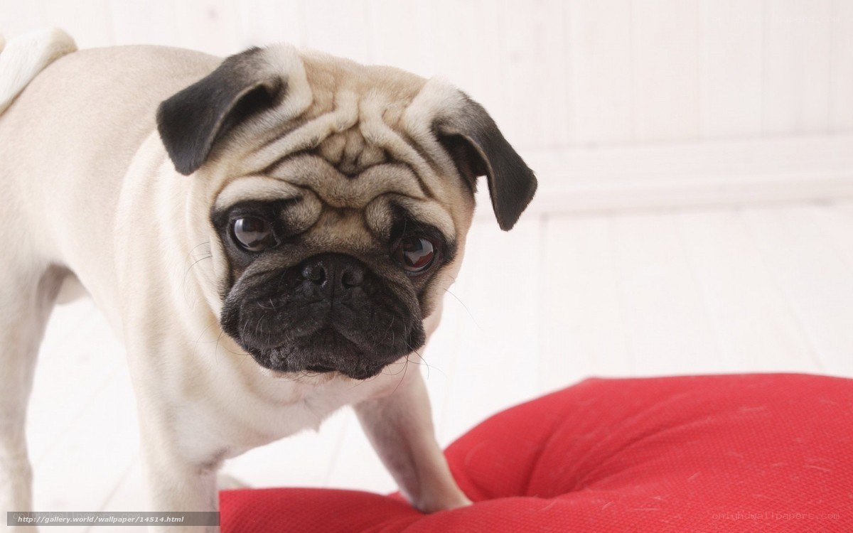 pug dog on red cushion