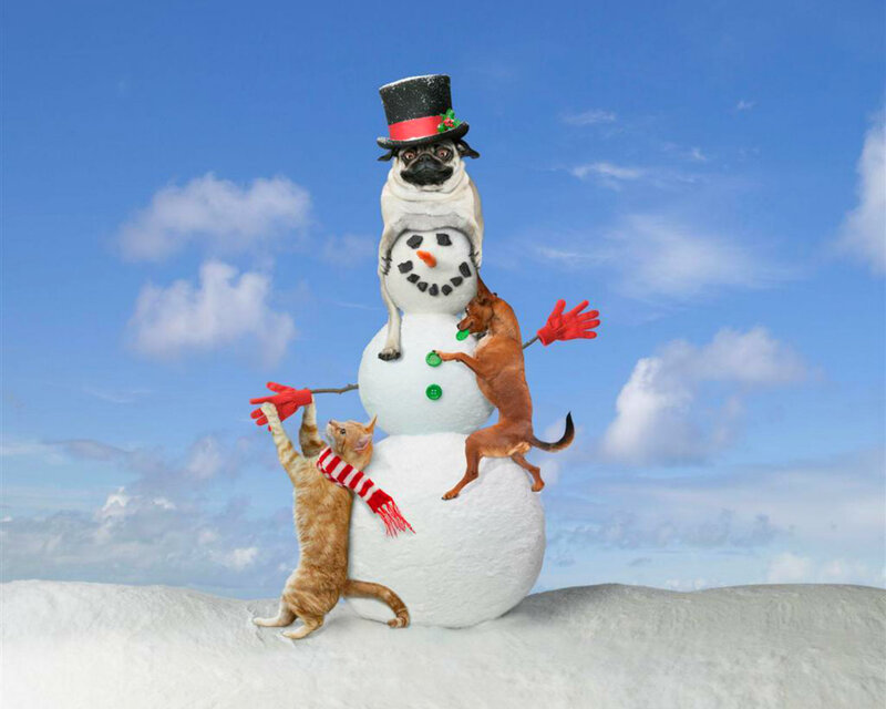 Pug Dog on Snowman