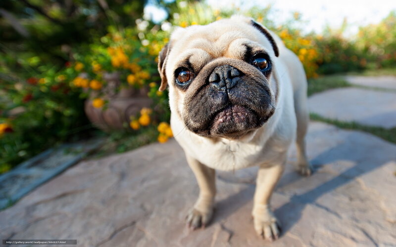 Pug Dog on Stone Path