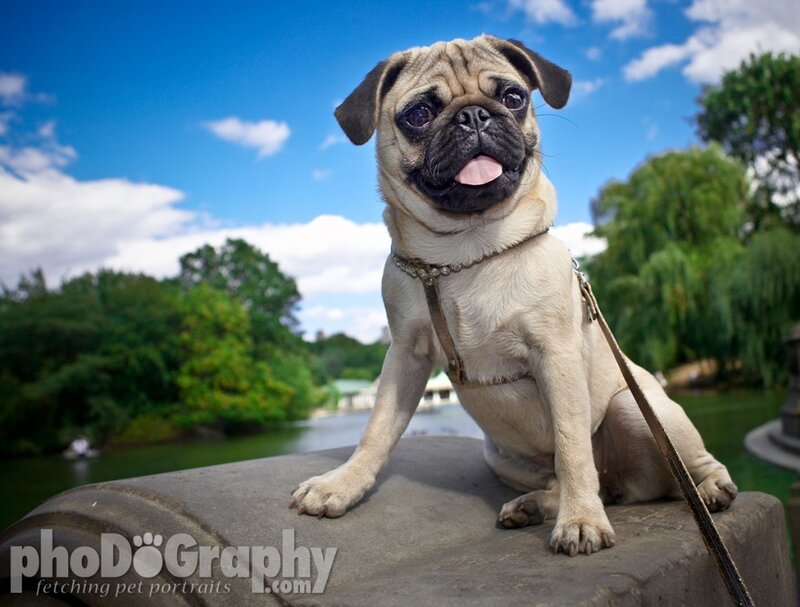 Pug Dog on Stone