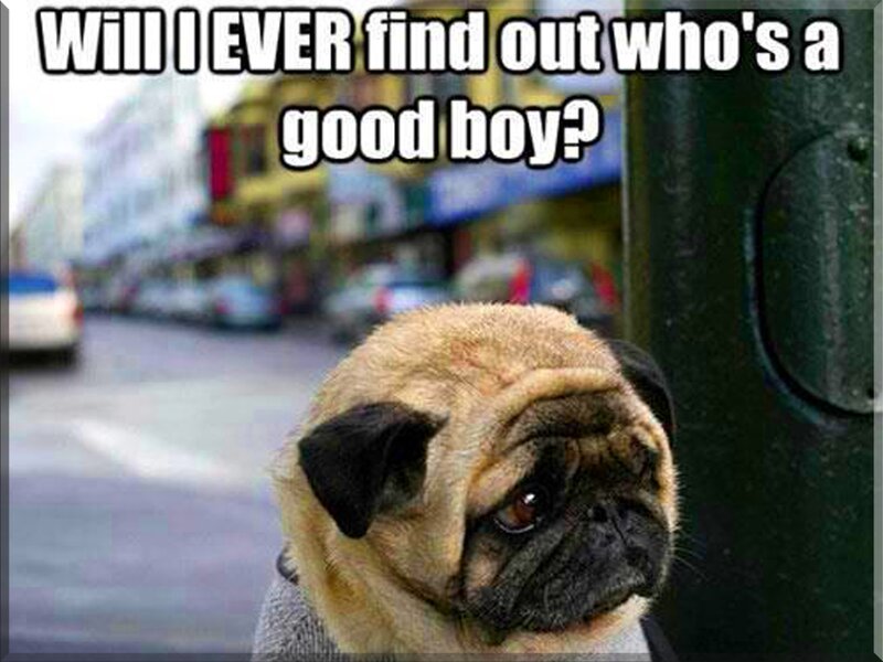 Pug Dog on Street — Brown