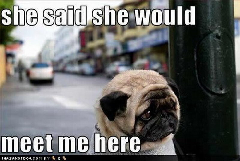 Pug Dog on Street