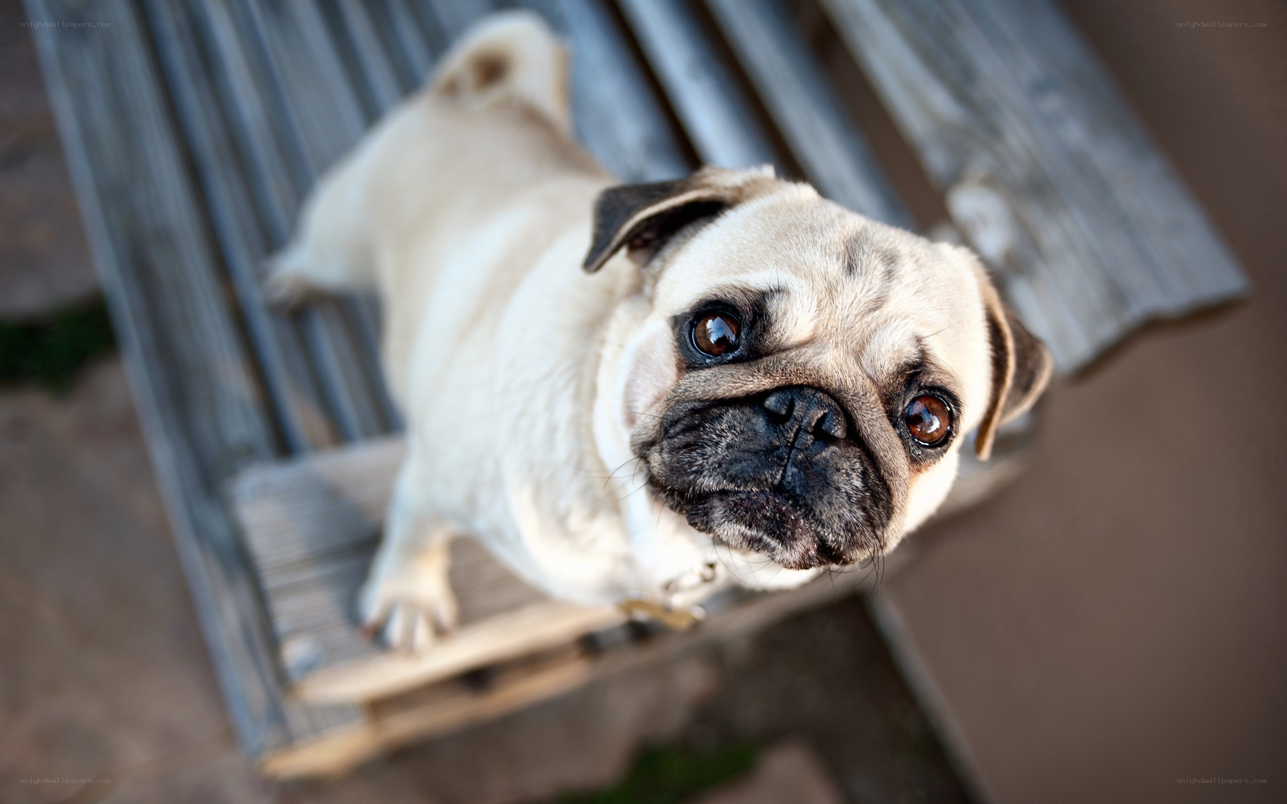 pug dog on wooden bench
