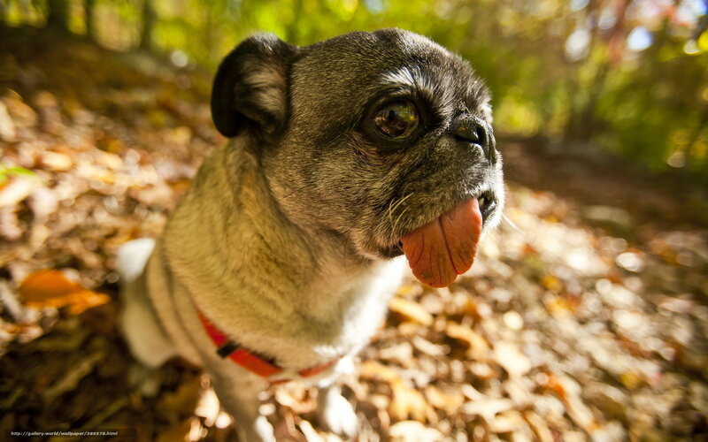 Pug Dog Outdoors — Brown
