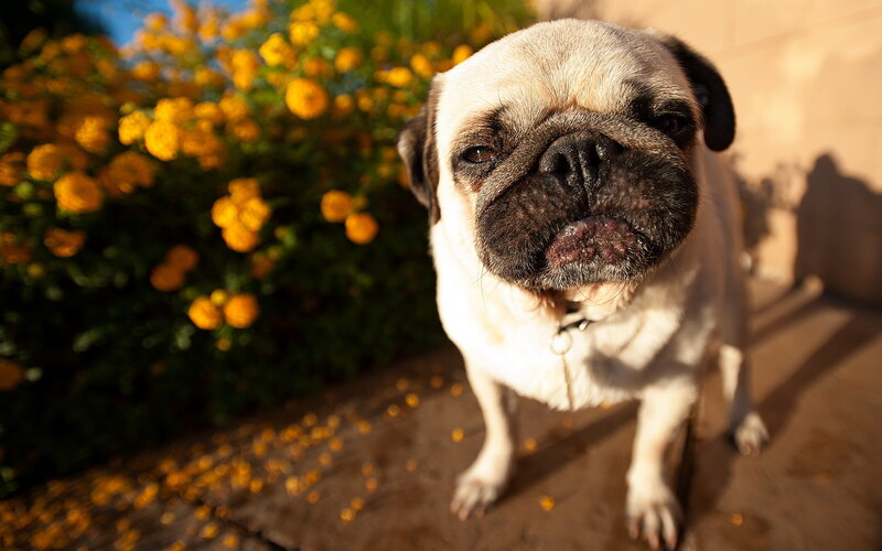 Pug Dog Outdoors