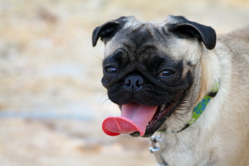 Pug Dog Panting