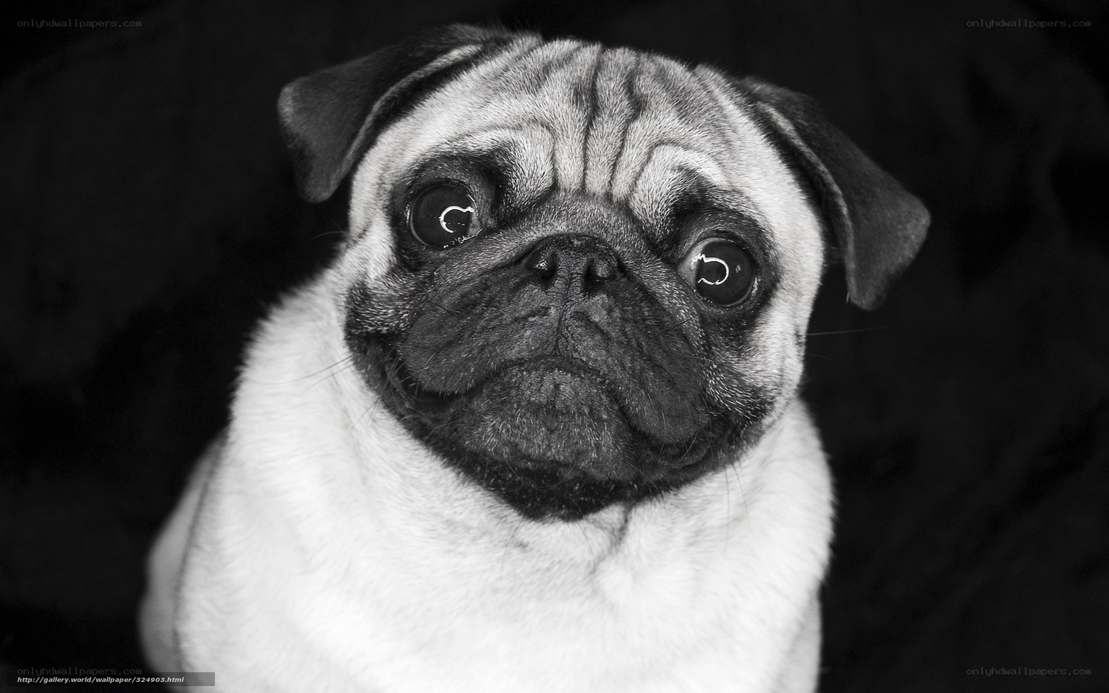 pug dog portrait