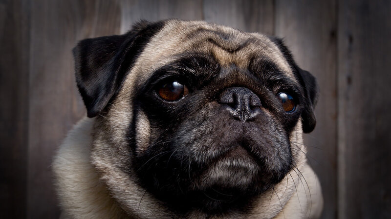 pug dog portrait