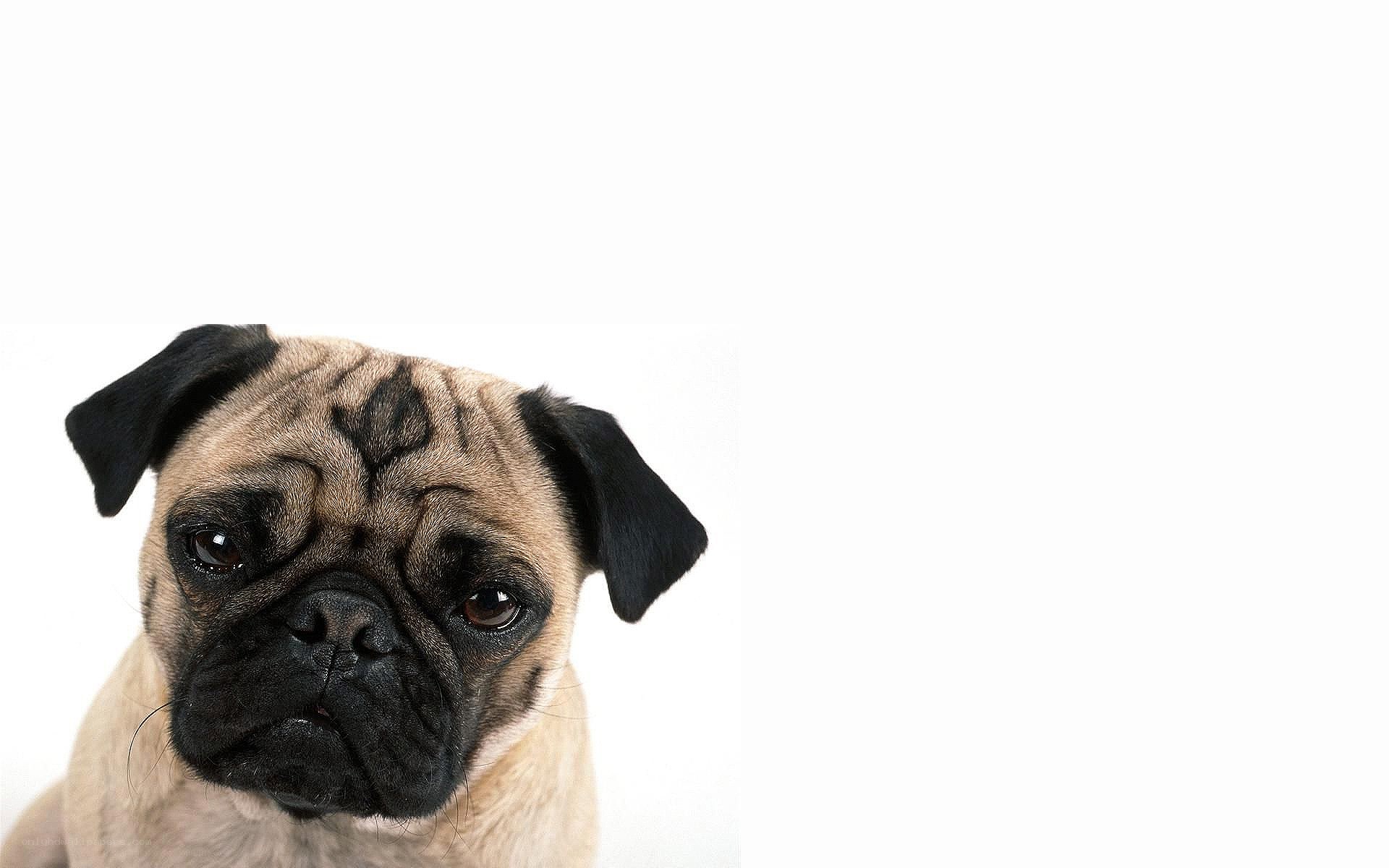 pug dog portrait