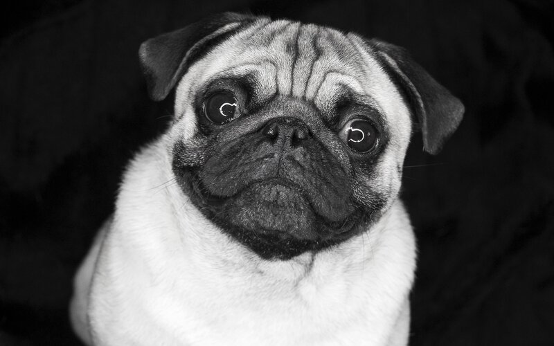 pug dog portrait