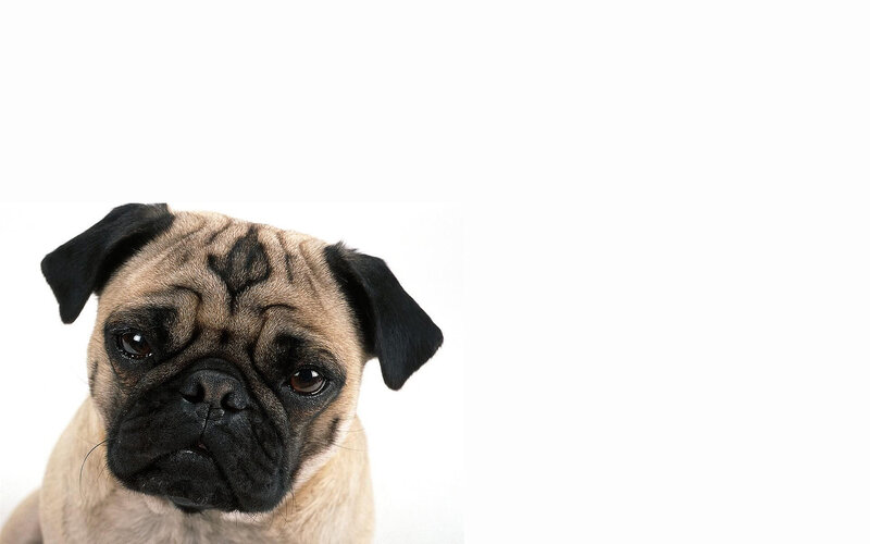 Pug Dog Portrait — Beige