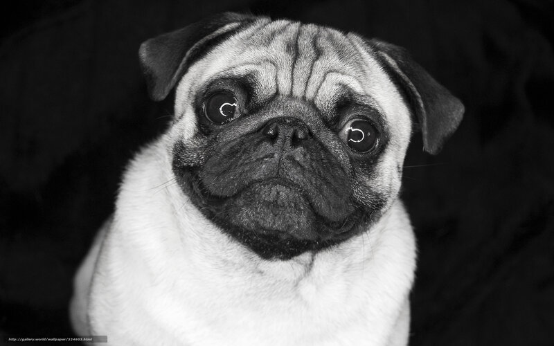 Pug Dog Portrait — Black