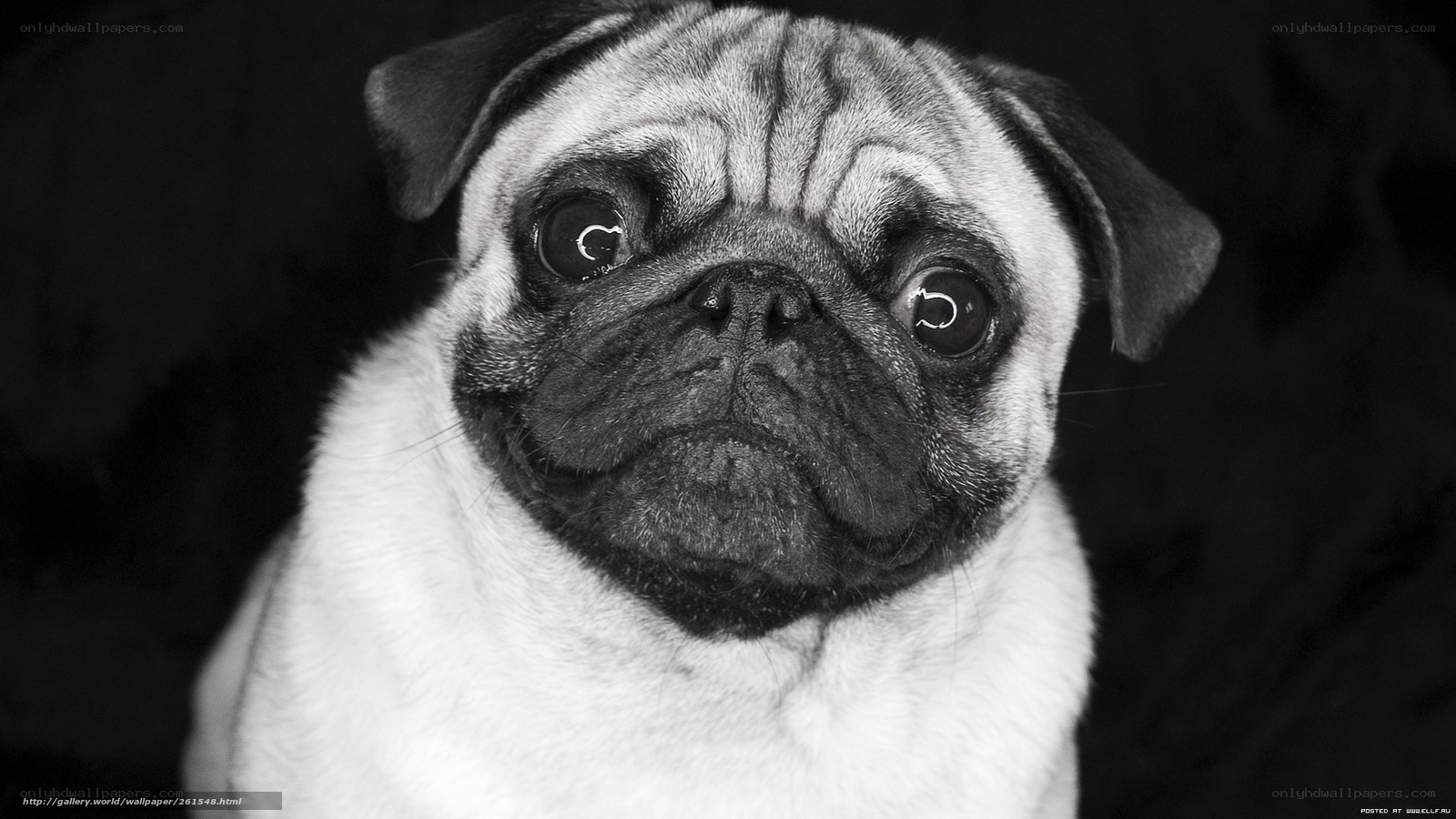 pug dog portrait