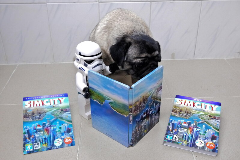 Pug Dog Reading Book