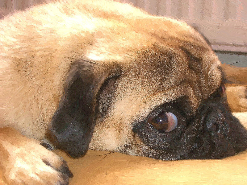 Pug Dog Resting — Beige