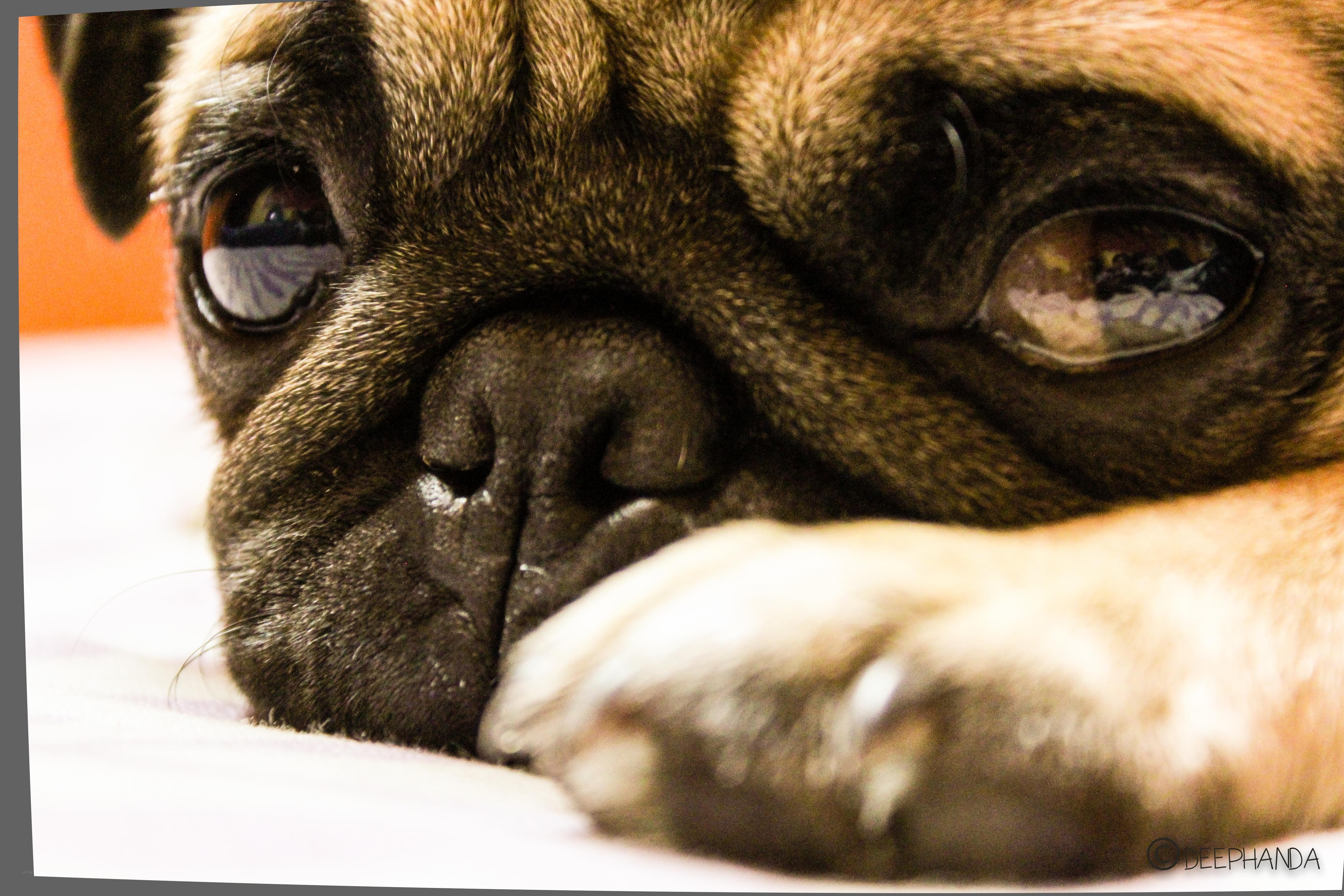 pug dog resting on bed