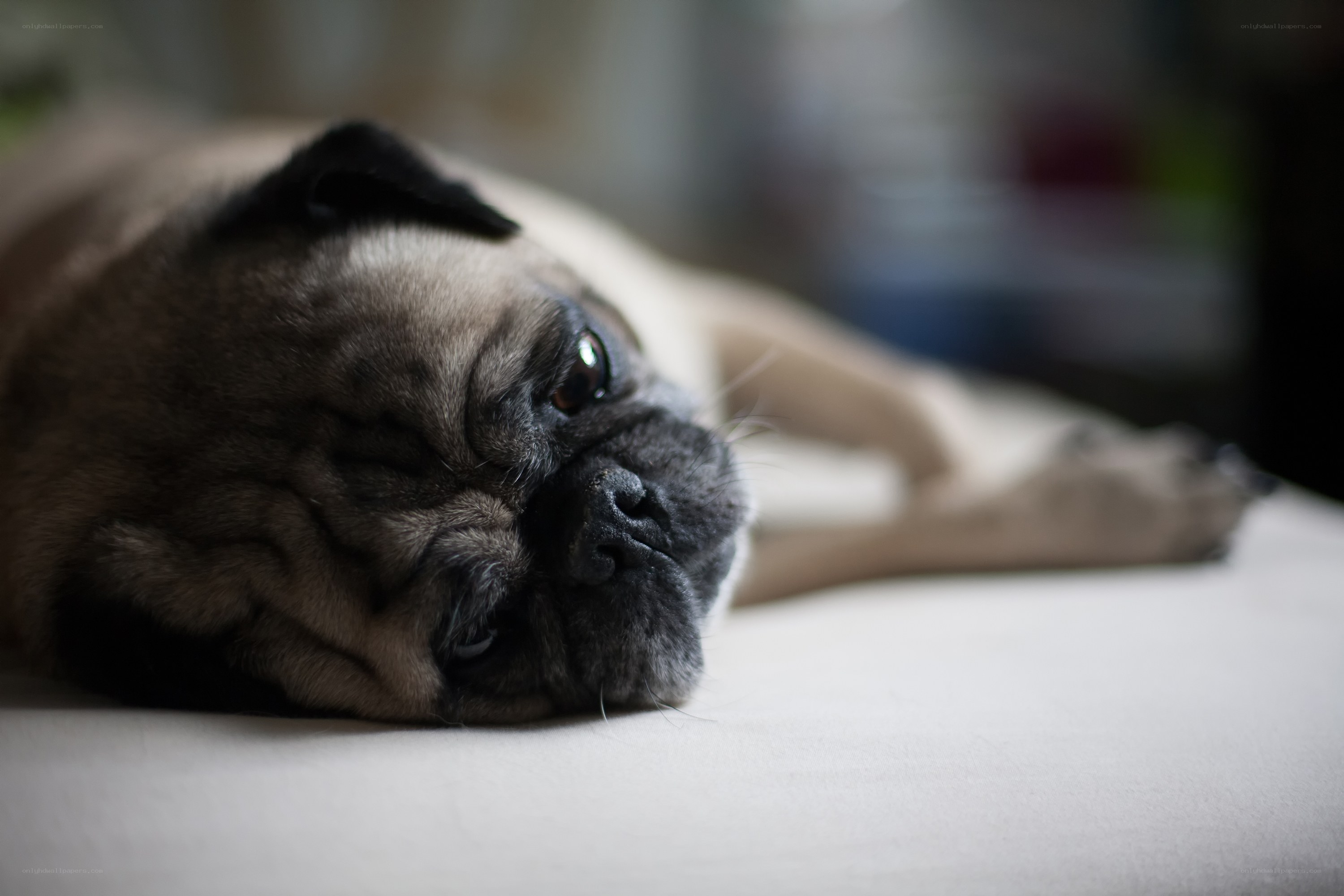 pug dog resting on bed