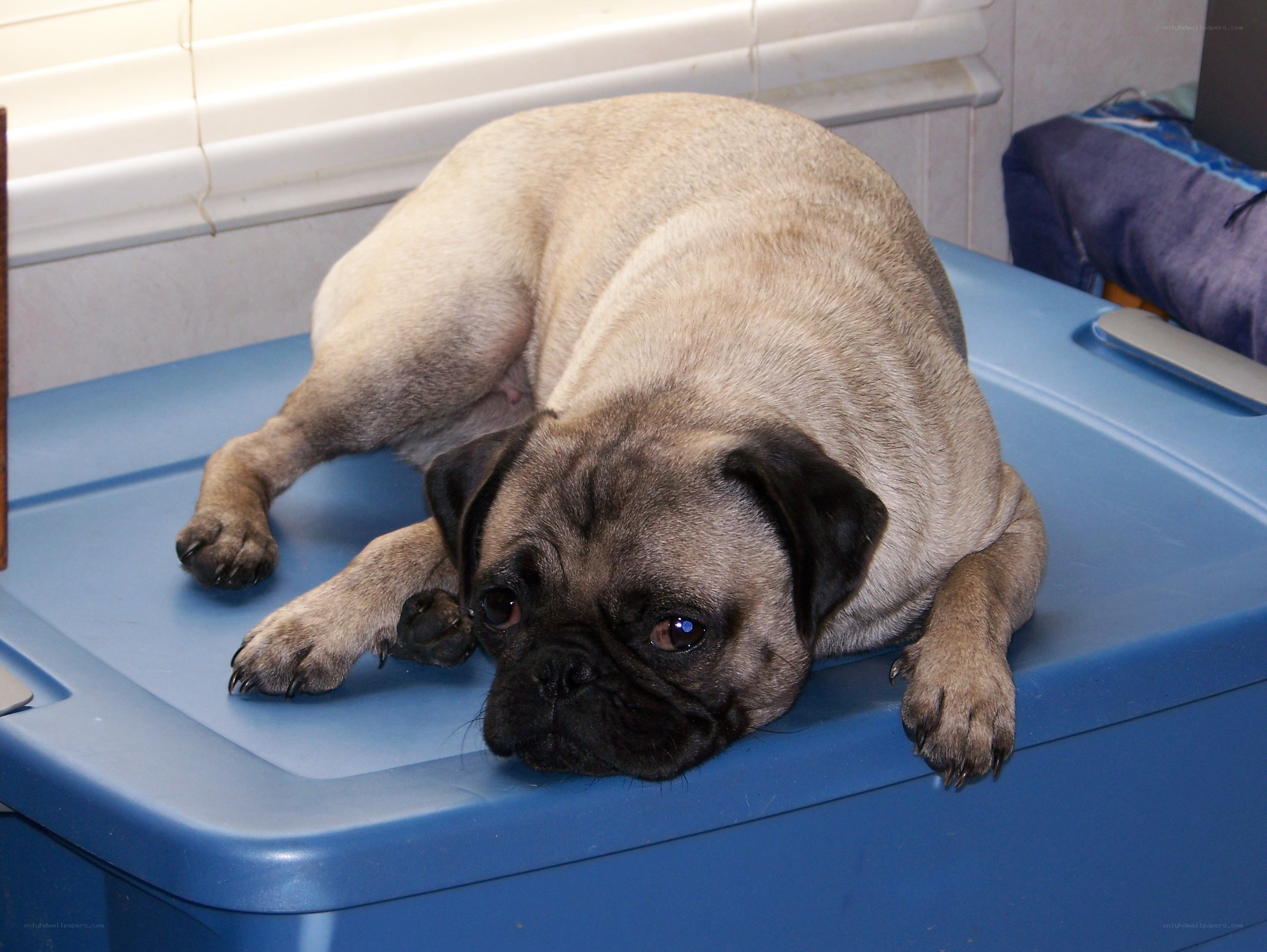 pug dog resting on blue container