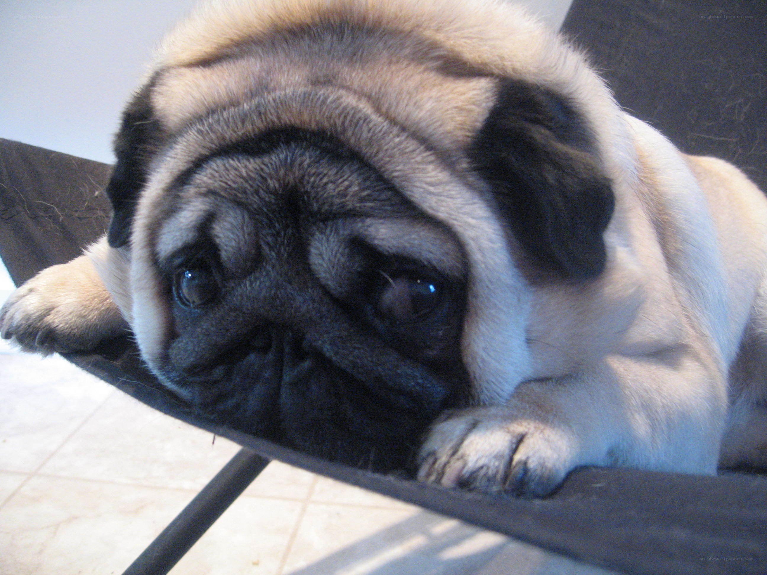 pug dog resting on chair