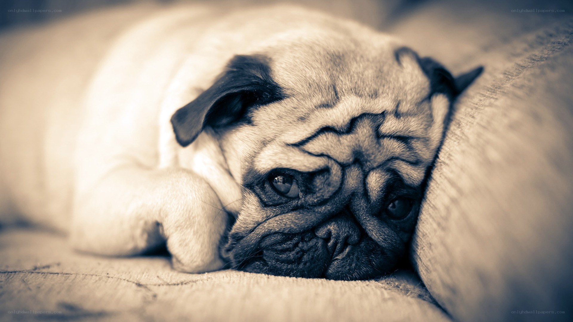 pug dog resting on couch