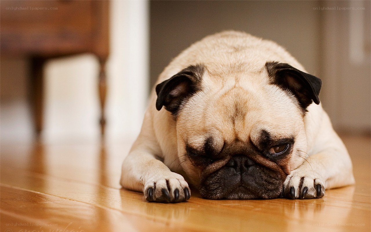 pug dog resting on floor