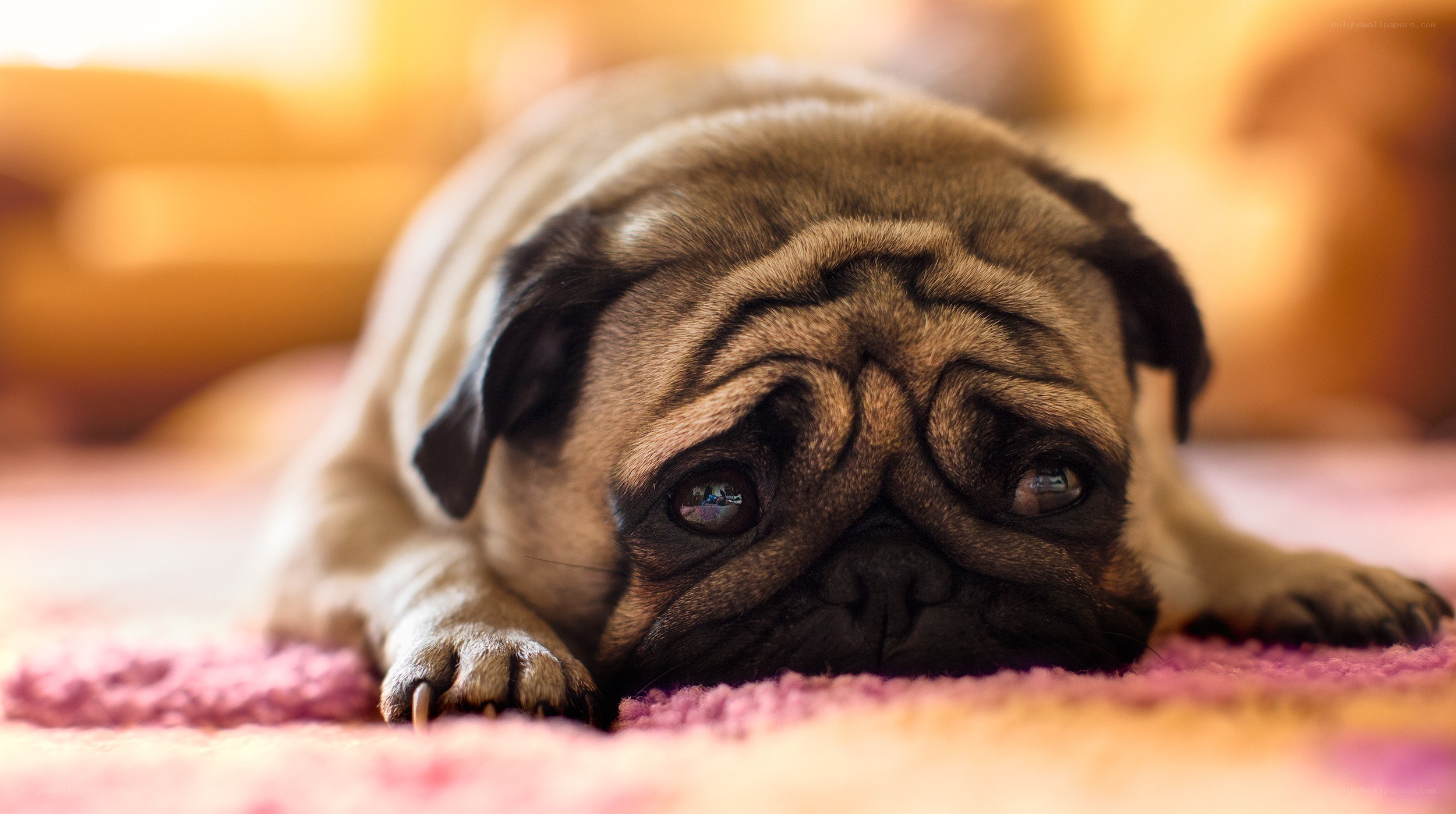 pug dog resting on rug