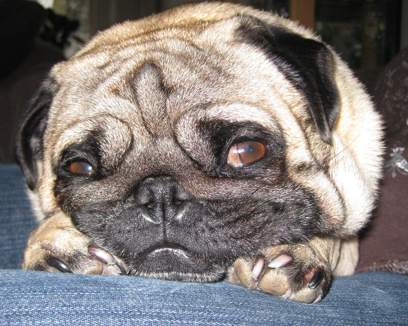 Pug Dog Resting