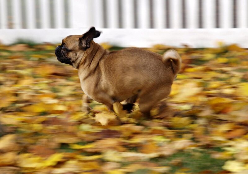 Pug Dog Running