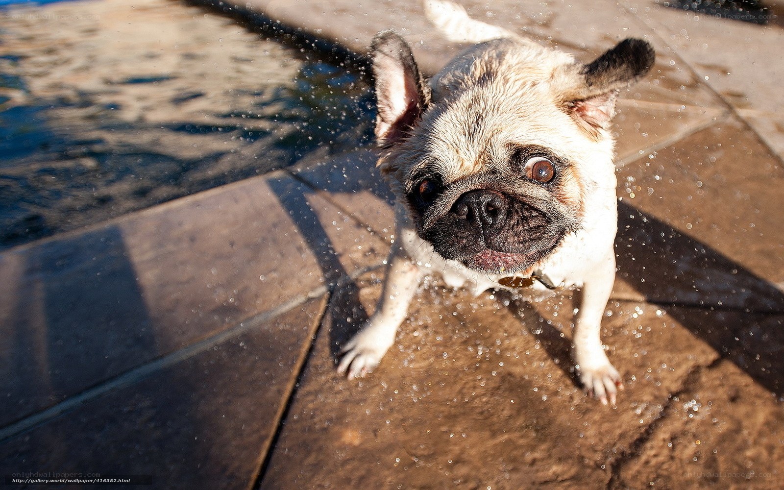 pug dog shaking water