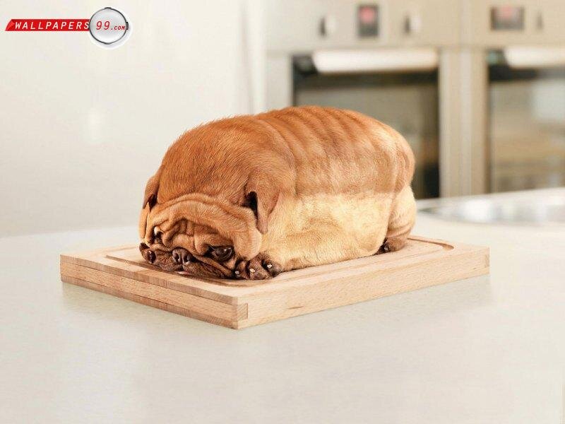 Pug Dog Shaped Like Bread — Brown, Humorous
