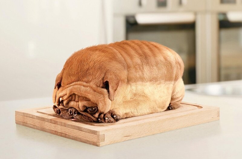 Pug Dog Shaped Like Bread — Brown