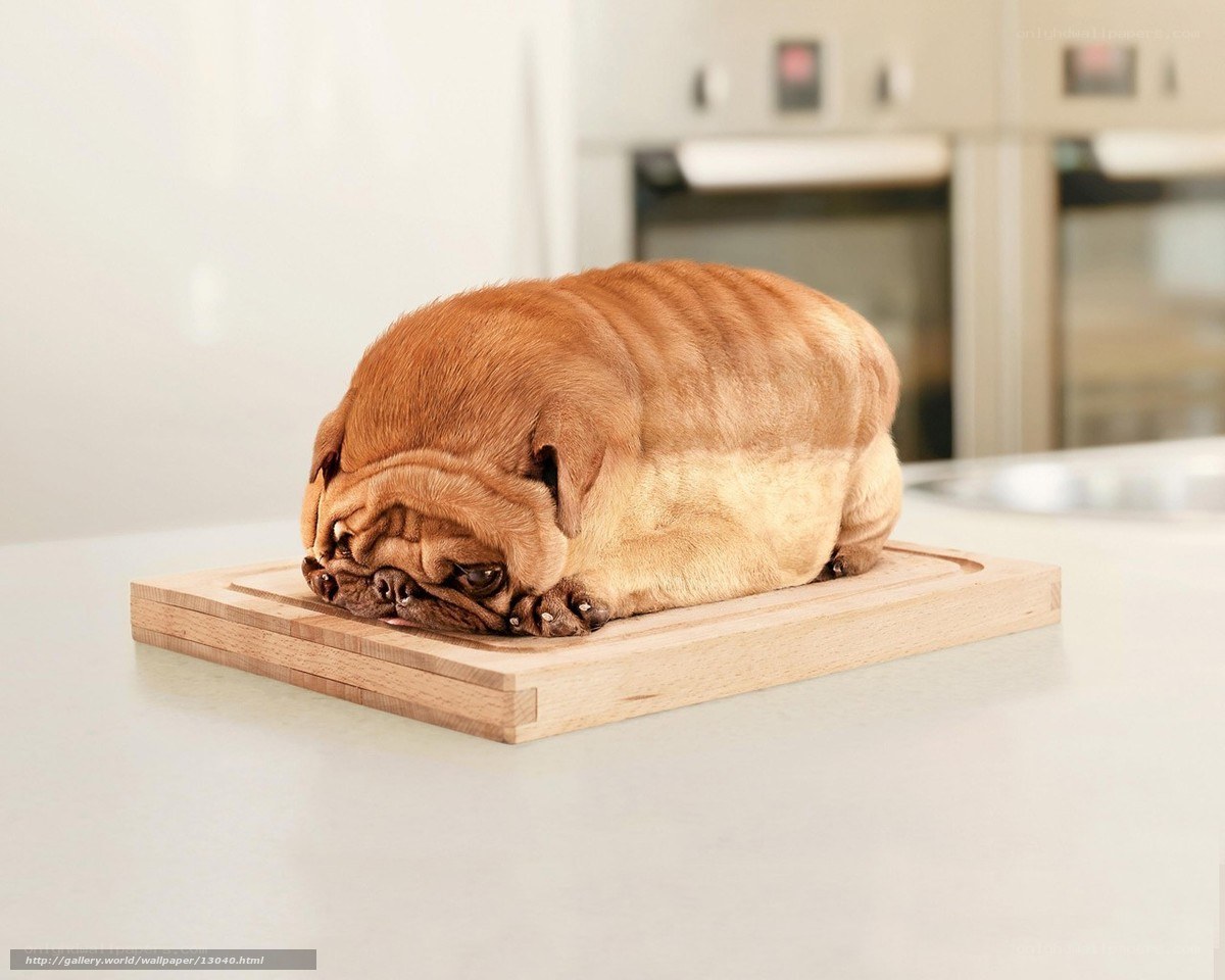 pug dog shaped like bread
