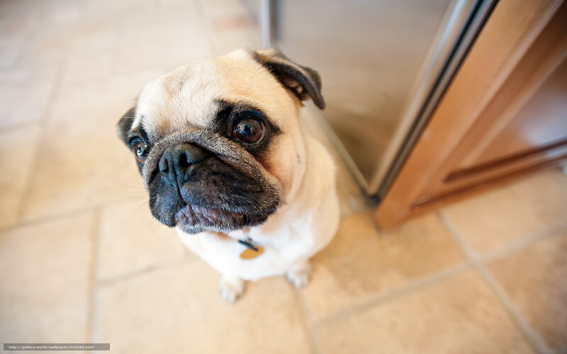 Pug Dog Sitting — Beige, Calm, Photograph, Floor