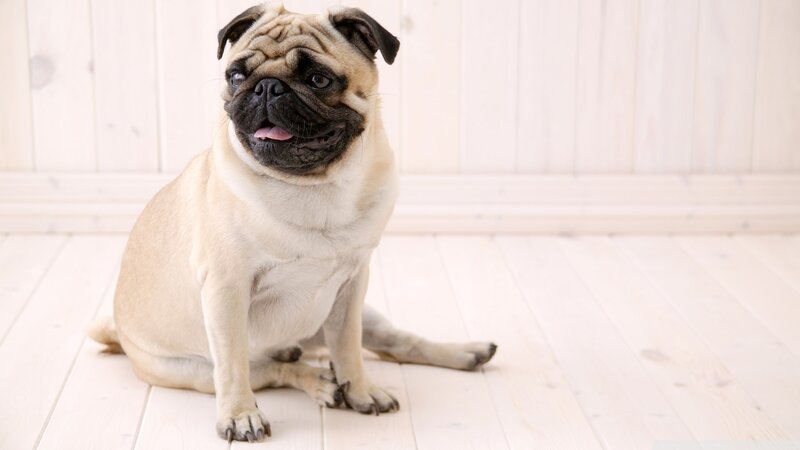 Pug Dog Sitting — Beige, Calm, Photograph
