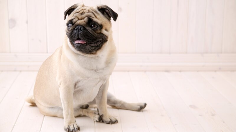 Pug Dog Sitting — Beige, Calm, Photograph, Wood Floor