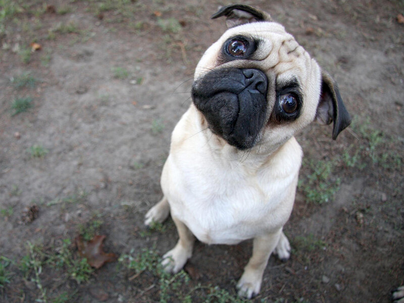 Pug Dog Sitting — Beige