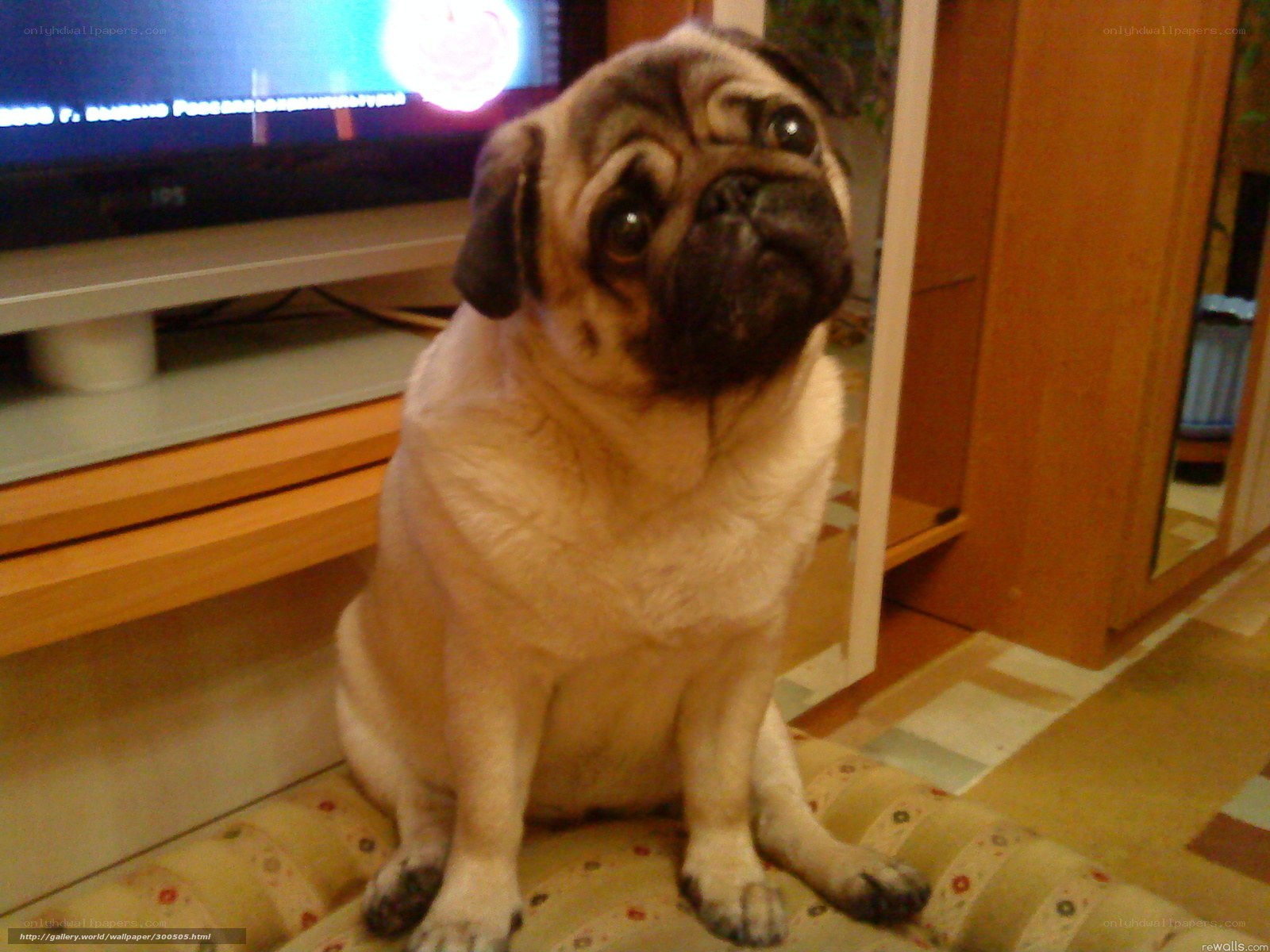 pug dog sitting on cushion