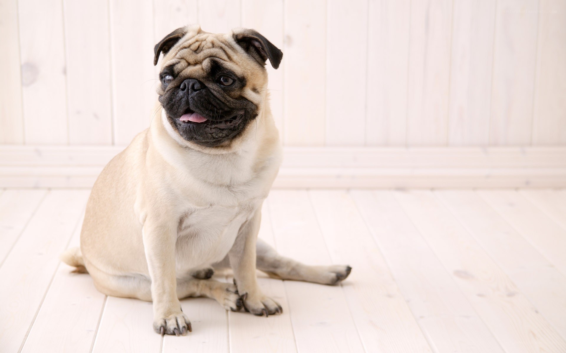 pug dog sitting on floor
