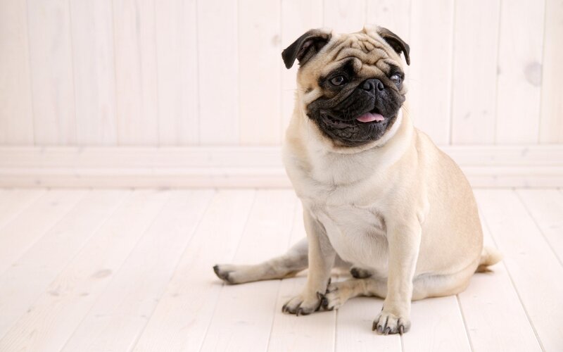 pug dog sitting on floor