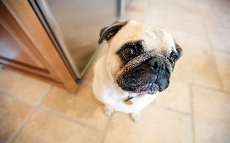 Pug Dog Sitting on Floor — Beige