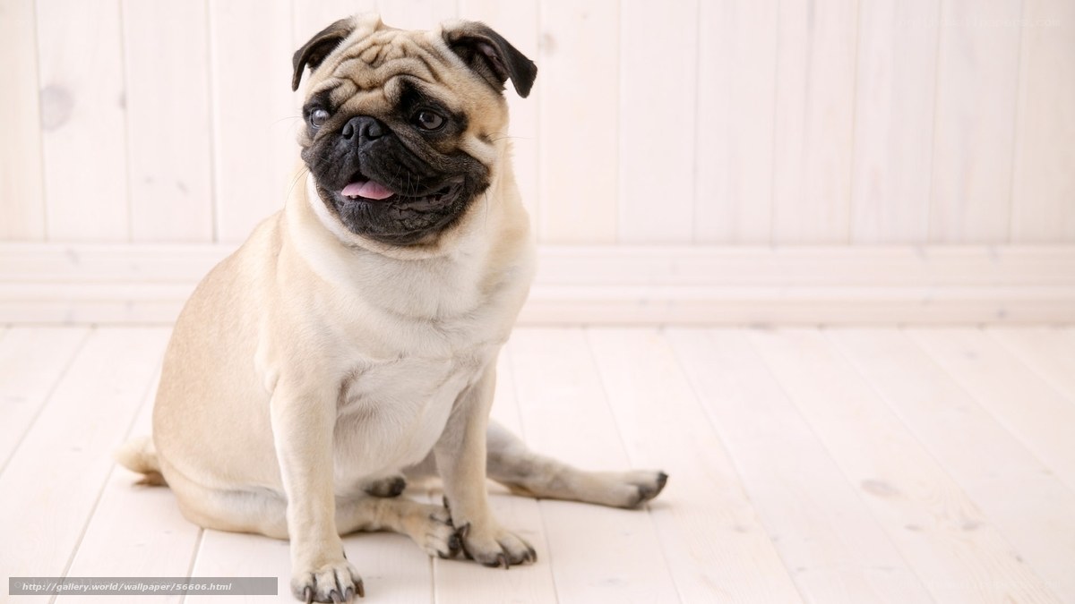 pug dog sitting on floor
