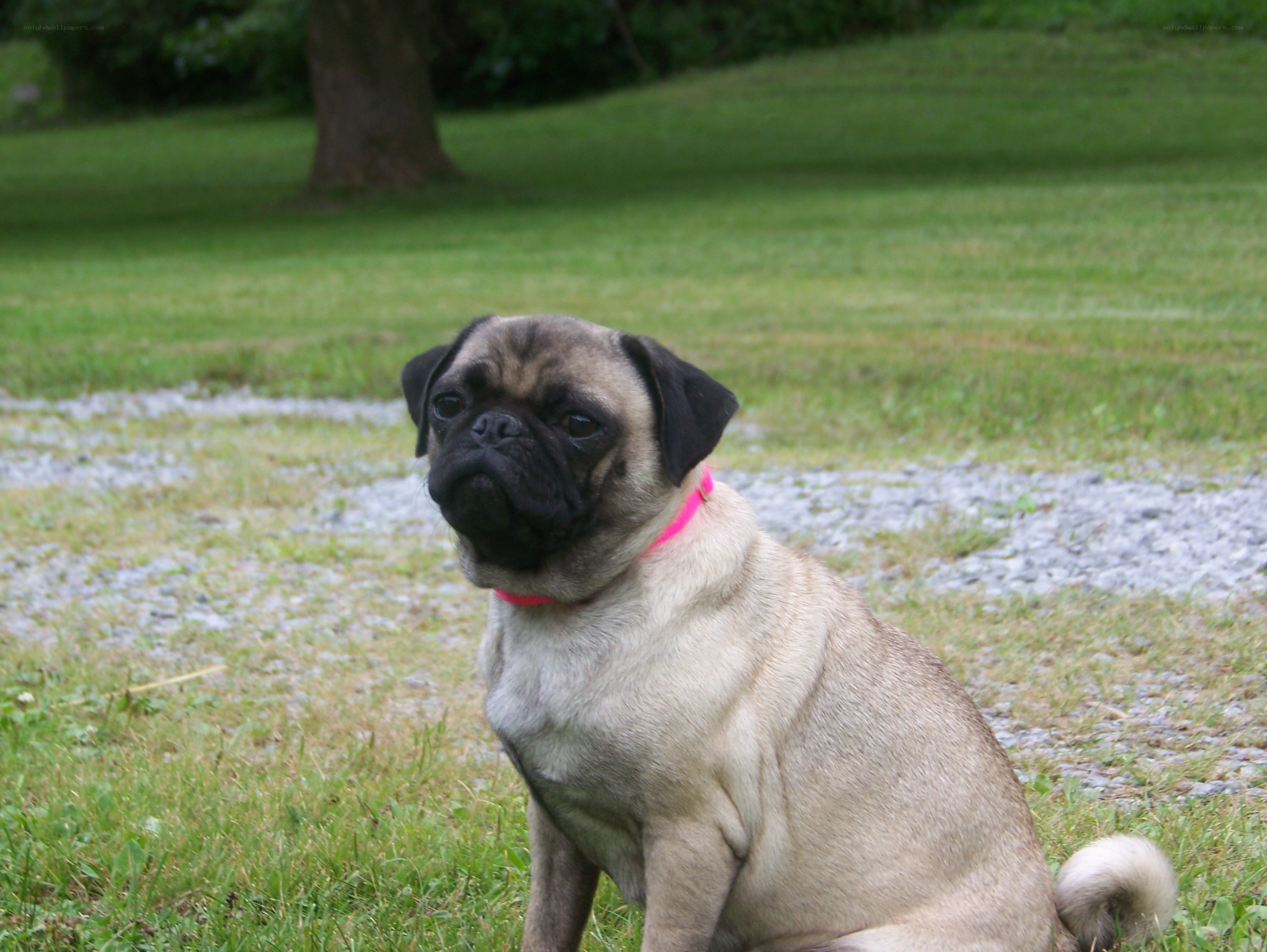 Pug dog sitting on grass
