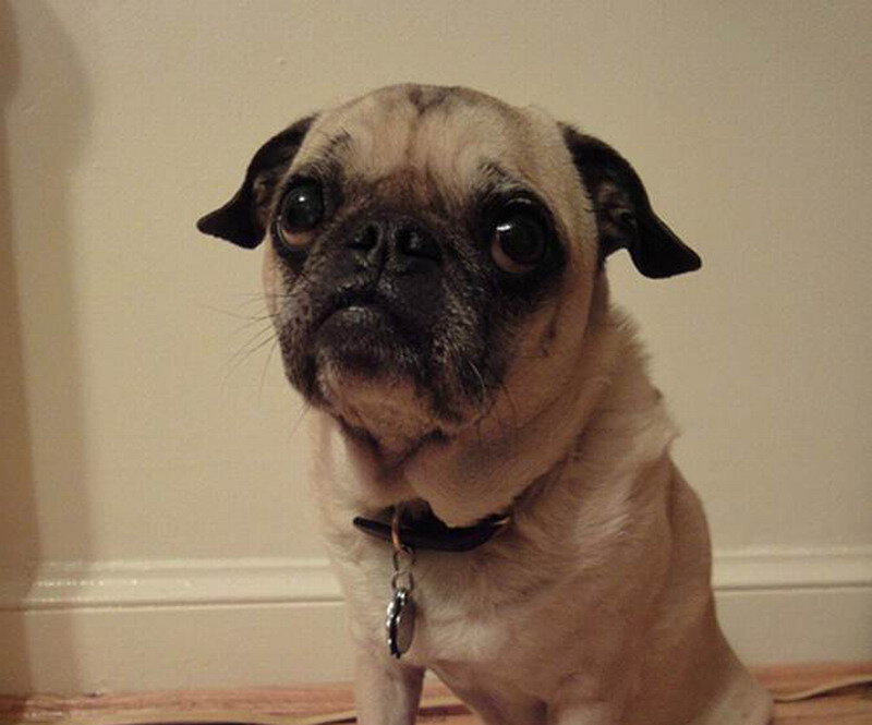 Pug Dog Sitting