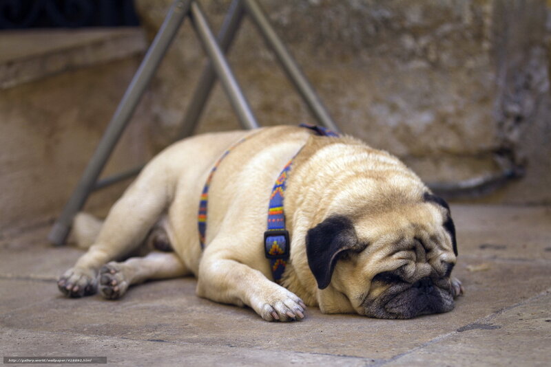 Pug Dog Sleeping — Beige, Calm, Photograph