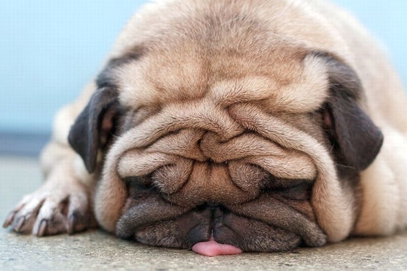 Pug Dog Sleeping — Beige
