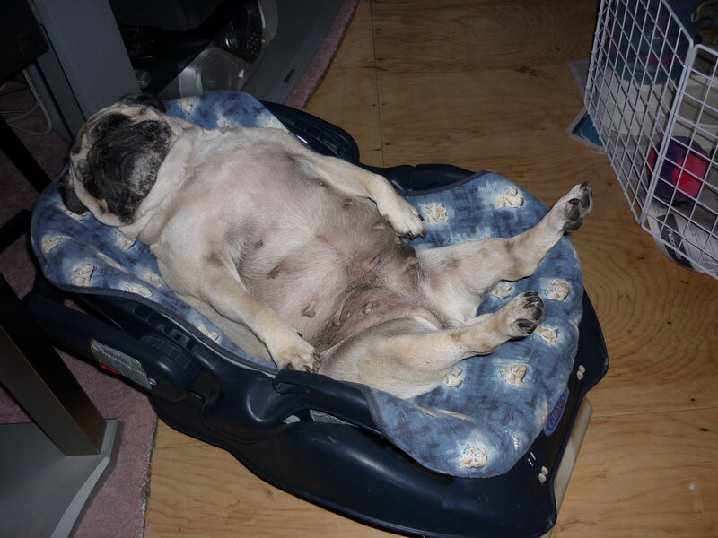 Pug dog sleeping in car seat